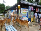 Deers in Nara